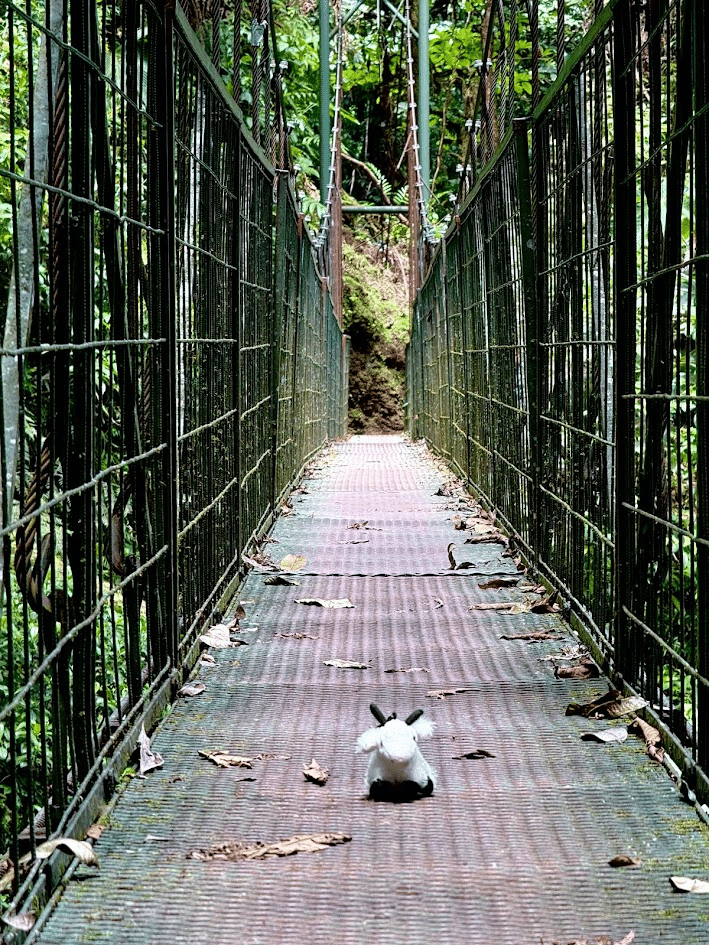 A small white rabbit sitting in the middle of a narrow suspension bridge surrounded by lush green foliage. The scene captures the tranquility of nature and wildlife in a forested area.