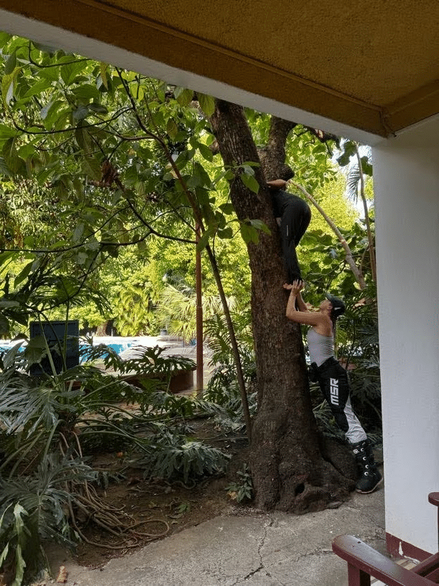 Two people engaging in outdoor adventure by climbing a tree in a lush garden setting, with a swimming pool visible in the background.